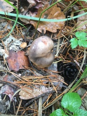 Chroogomphus rutilus