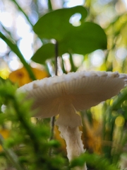Basidiomycota