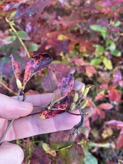 Rhododendron viscosum