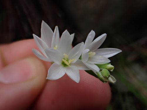 Image of Geissorhiza bryicola by (c) Ren Hoekstra, some rights reserved (CC BY)