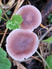 Basidiomycota