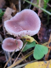 Basidiomycota