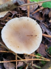 Basidiomycota
