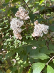 Ageratina altissima