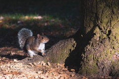 Sciurus carolinensis