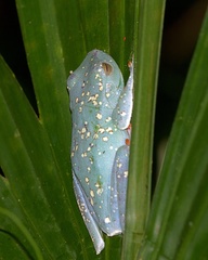 Boana rufitela