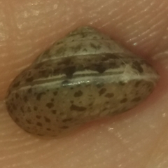 Hygromia cinctella