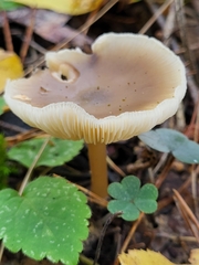 Basidiomycota
