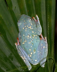 Boana rufitela