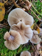 Basidiomycota