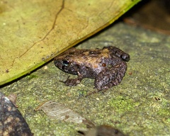 Incilius coniferus