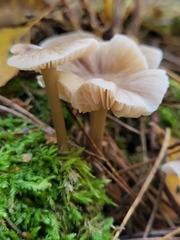 Basidiomycota
