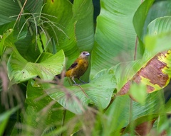 Ramphocelus passerinii