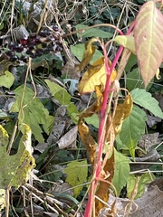 Phytolacca americana