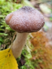 Basidiomycota