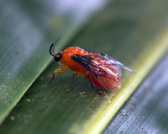 Argidae