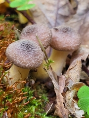 Basidiomycota