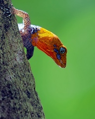 Gonatodes albogularis