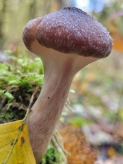 Basidiomycota