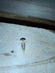 Chamaeclea basiochrea