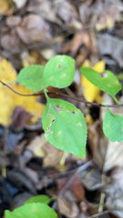 Celastrus orbiculatus