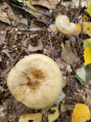 Basidiomycota