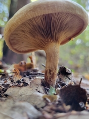 Basidiomycota