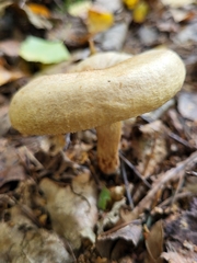 Basidiomycota
