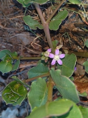 Raphionacme hirsuta