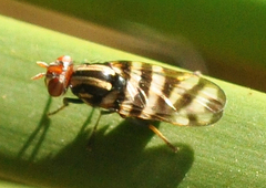 Pterotaenia