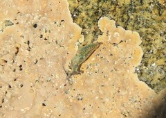 Elysia viridis