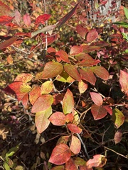 Vaccinium corymbosum