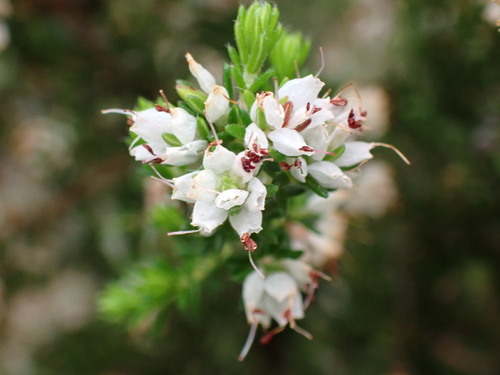Image of Twos Heath (Erica ecklonii) by (c) Ren Hoekstra, some rights reserved (CC BY)