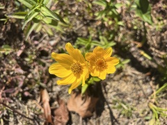 Coreopsis palmata