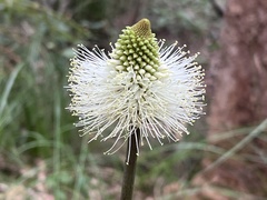 Xanthorrhoea macronema
