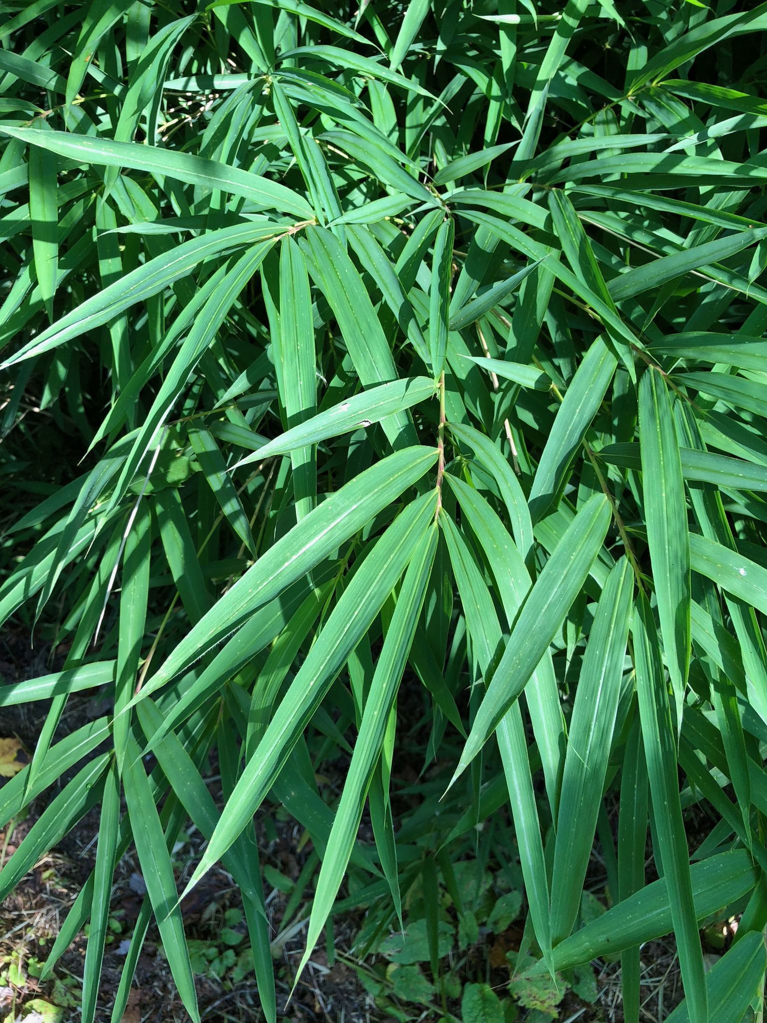 Arundinaria appalachiana