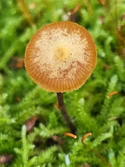 Basidiomycota