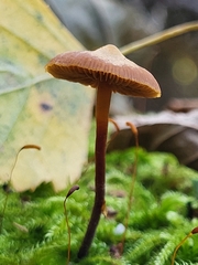 Basidiomycota