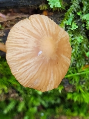 Basidiomycota