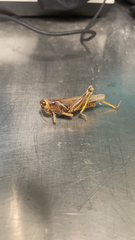 Melanoplus differentialis