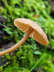 Basidiomycota