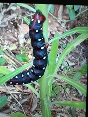 Hyles euphorbiae