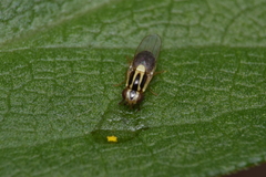 Thaumatomyia glabra