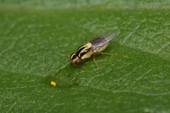 Thaumatomyia glabra