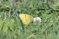 Colias hyale