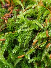 Herzogiella seligeri