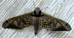 Adhemarius tigrina