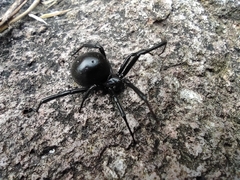 Latrodectus mactans