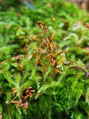 Herzogiella seligeri