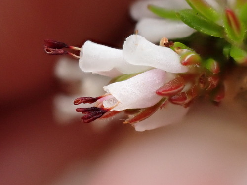 Image of Erica ecklonii by (c) Ren Hoekstra, some rights reserved (CC BY)